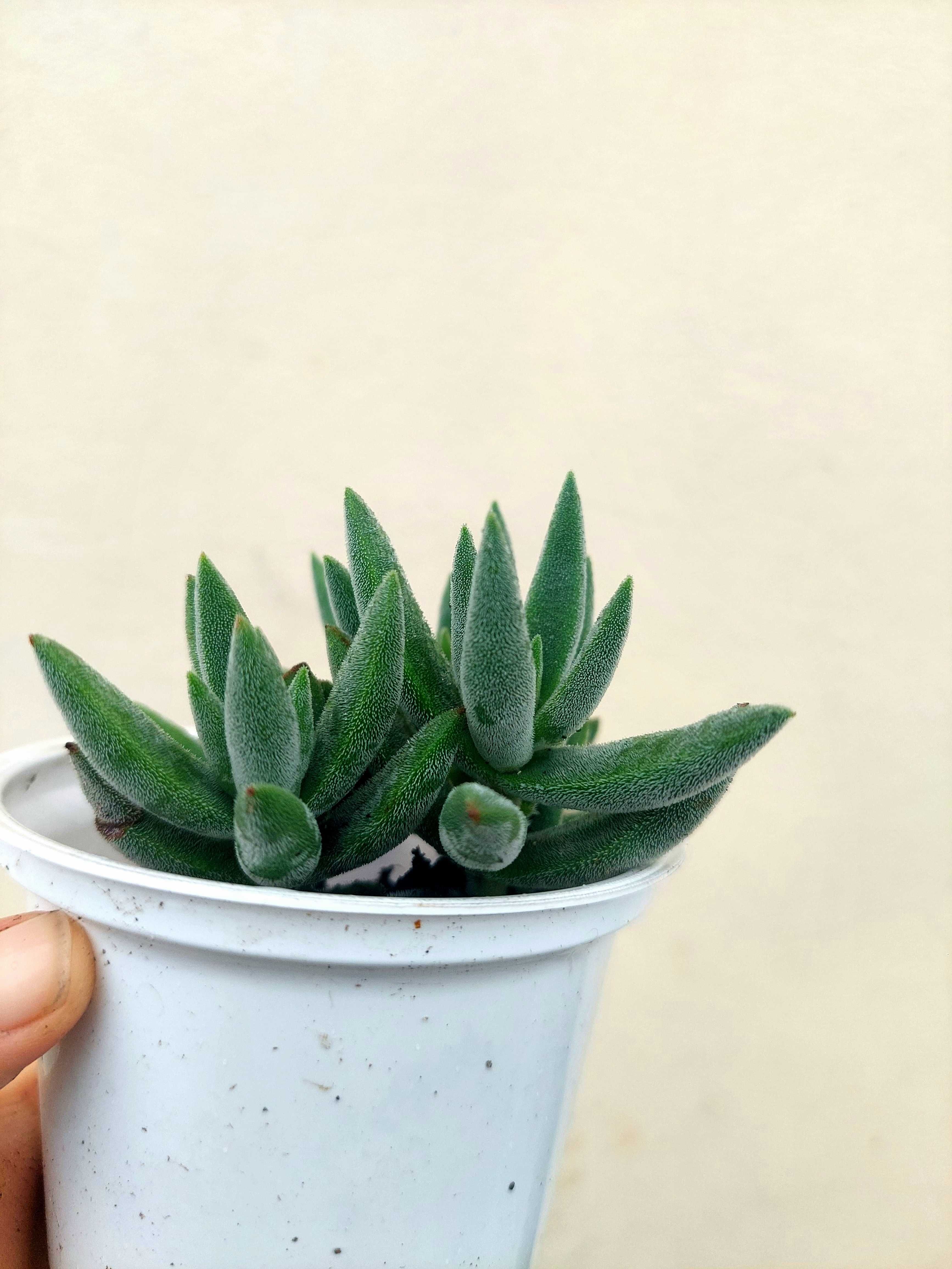 Planta Suculenta Sedum