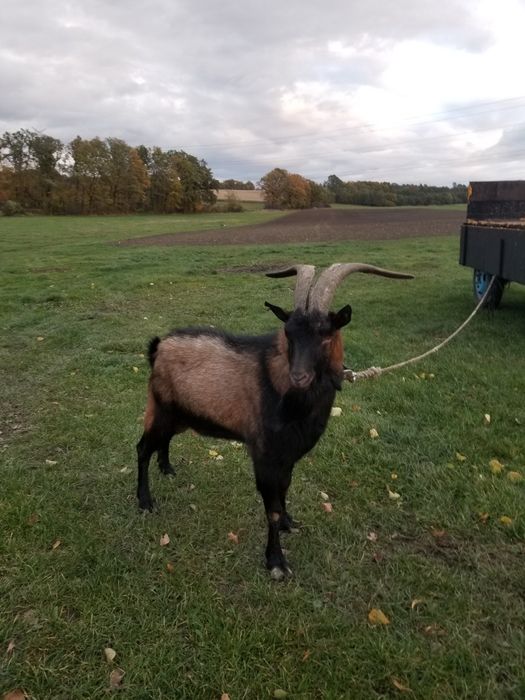 Sprzedam kozła z zdjęcia