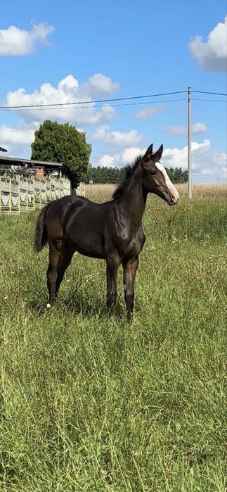 Klacz wielkopolska po Galapagosie 8 msc