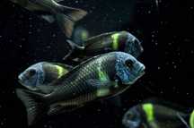 Ciclideos do tanganyika, Tropheus duboisis