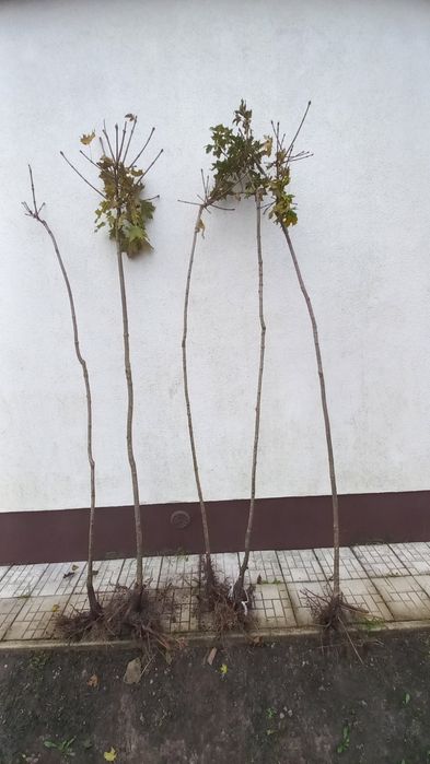 Продам червонолистий клен та зелений Globozum