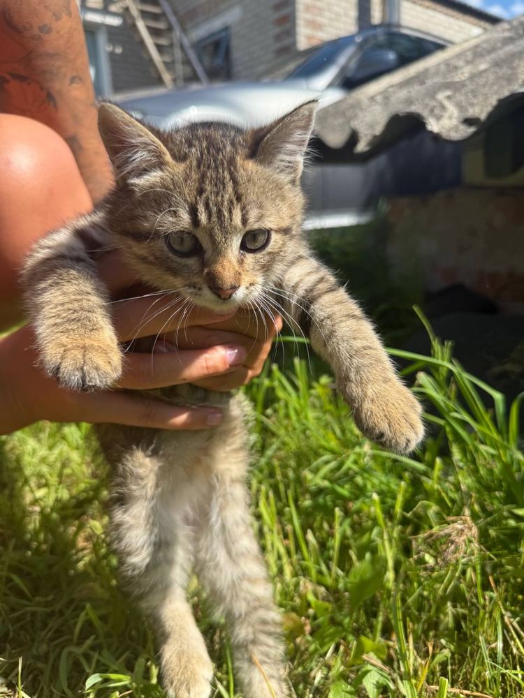 Кошенята 3 місяці