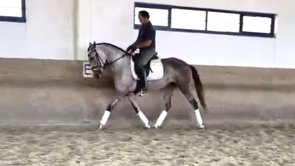 Égua Puro-Sangue Lusitano