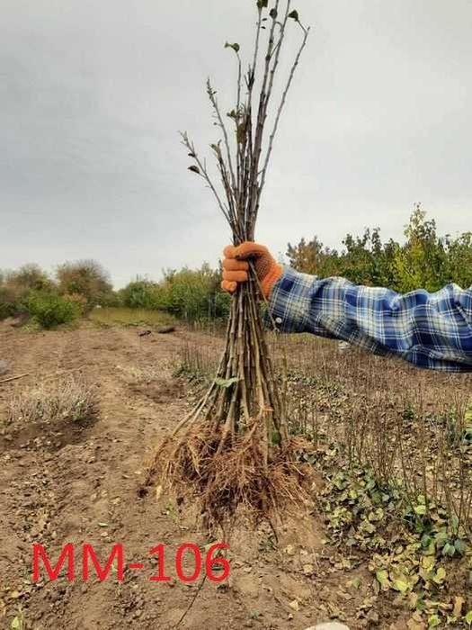 Подвой підщепа  Кольт,Айва ВА-29,  М9 62-396 М7 евріка бест-3