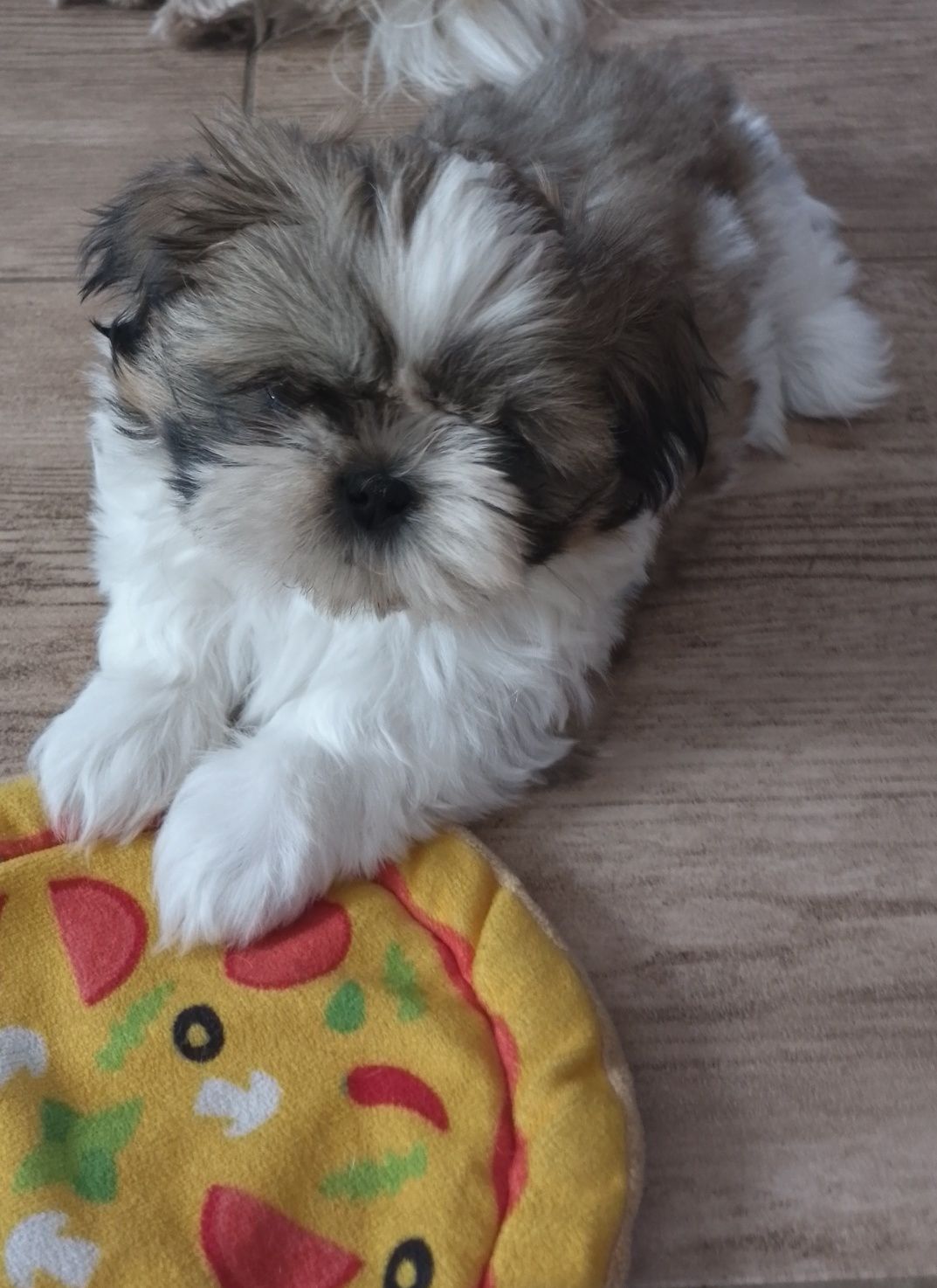 Shih tzu gotowe do odbioru
