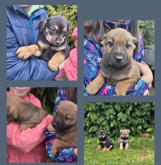 Oddam szczeniaki w dobre ręce