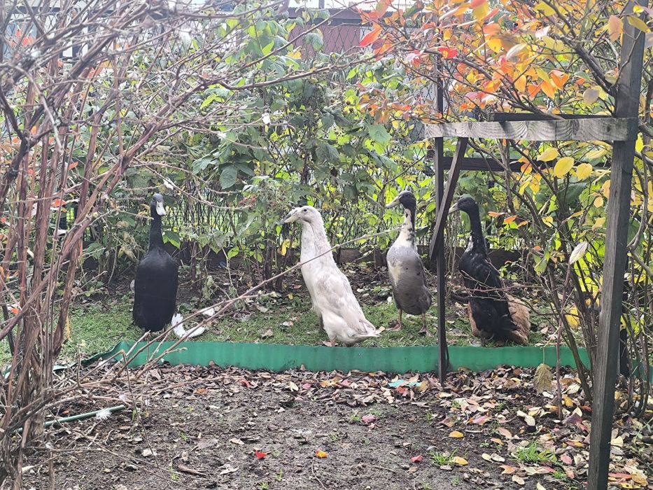 Kaczki Biegus Indyjski