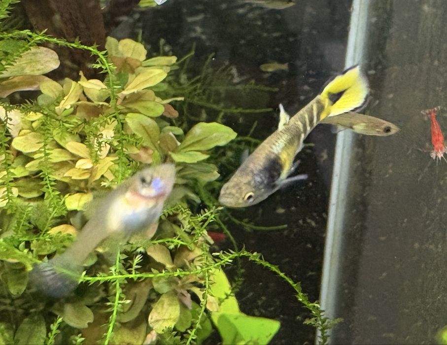 Gupik Endlera Tiger Cobra Yellow