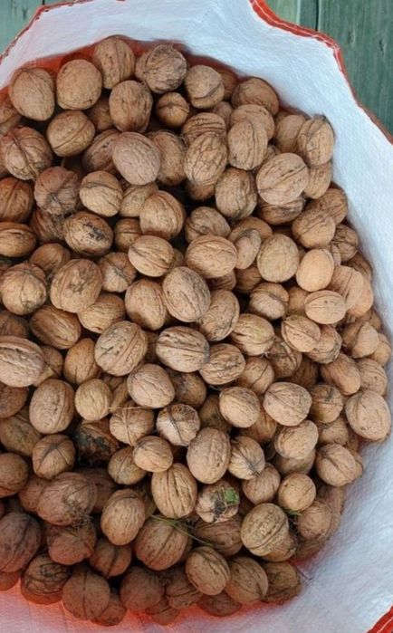 Orzechy włoskie 10 kg wysyłka olx paczkomat świeże tegoroczne z ogrodu