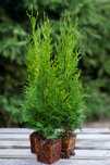 Tuje Tuja Szmaragd zielone THUJA OCCIDENTALIS 40 50 cm