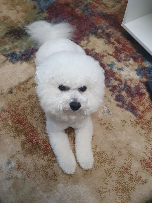 Бишон фризе вязка