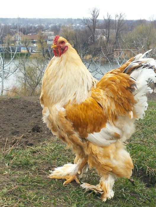 Інкубаційні яйця курей породи Брама Лимон