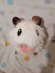 Peluche poro do league of legends