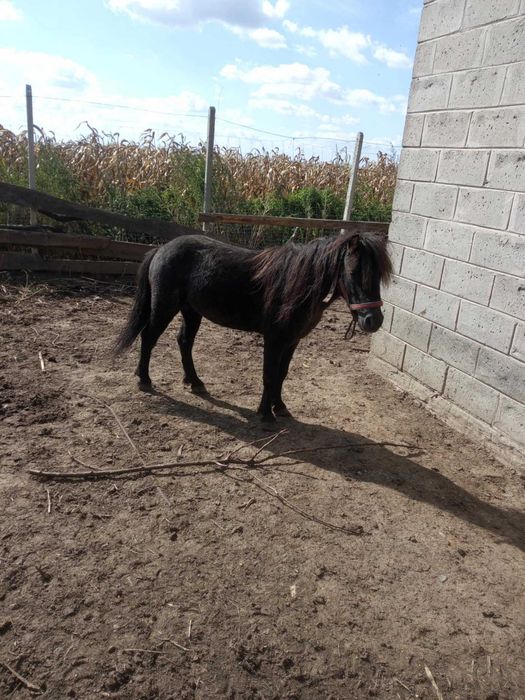 Kucyk ogierek 5 letni objezdzony