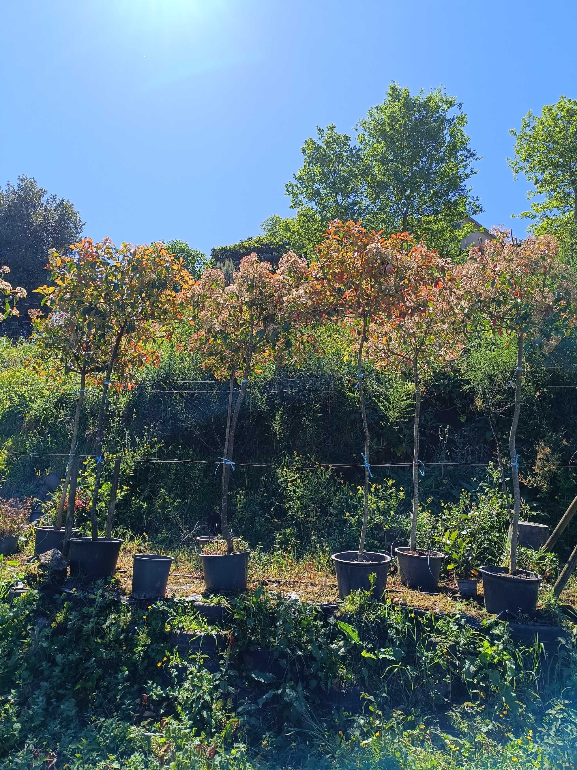 Photinia em copa