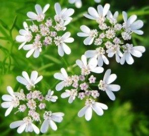 Мёд кориандровый