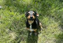 Siena do adopcji!