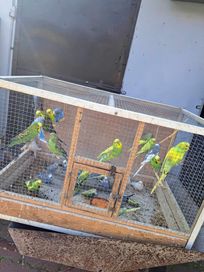 Papugi faliste z 2023 roku