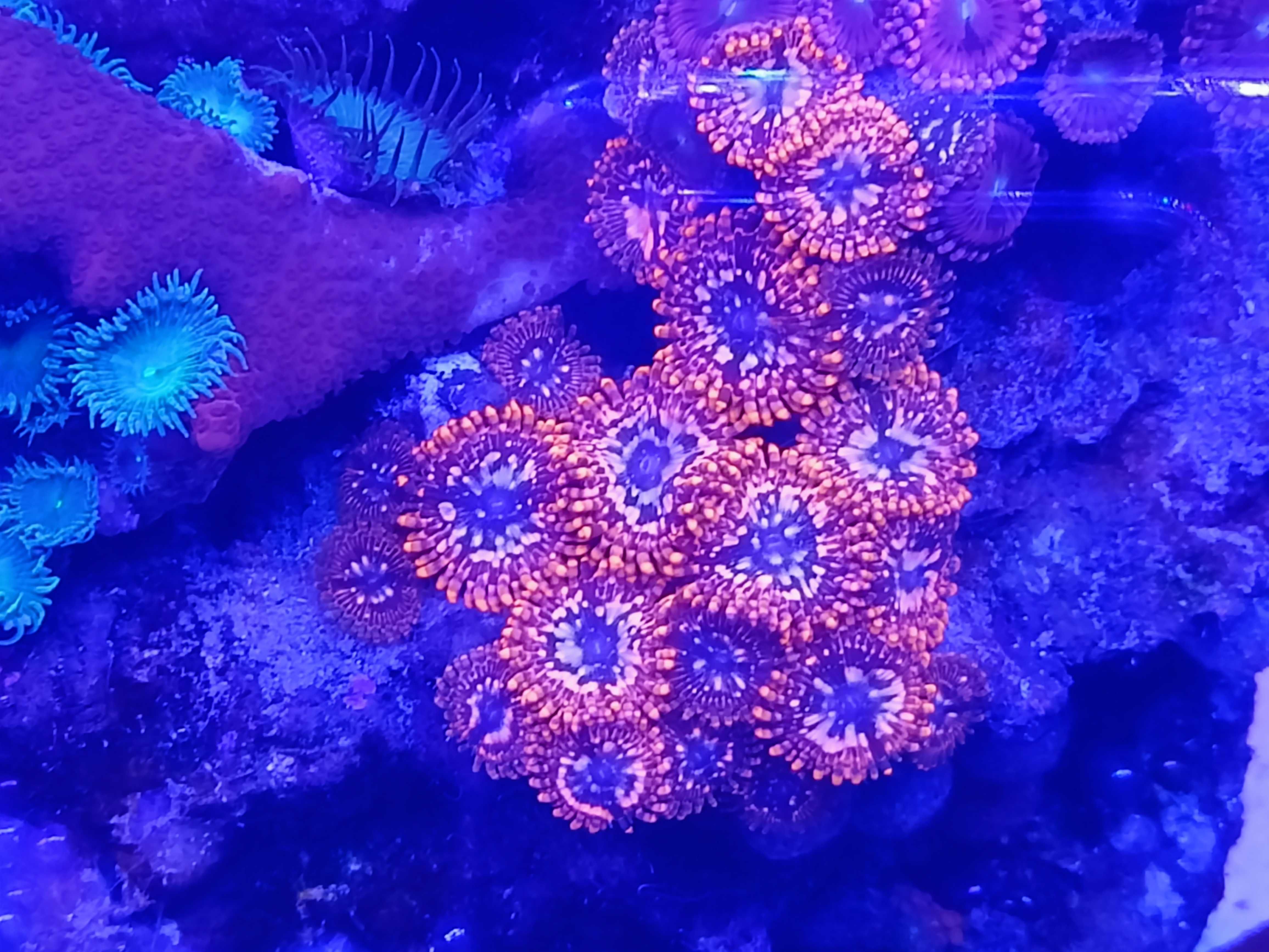 Zoa utter chaos,  akwarium, morskie.