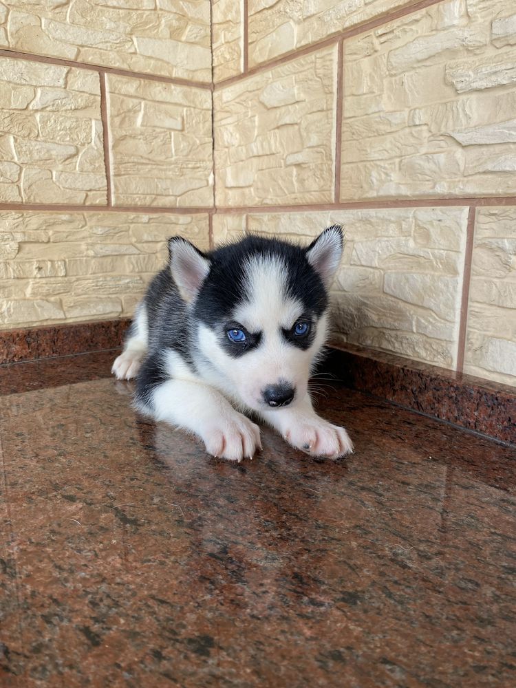 Husky Syberyjski