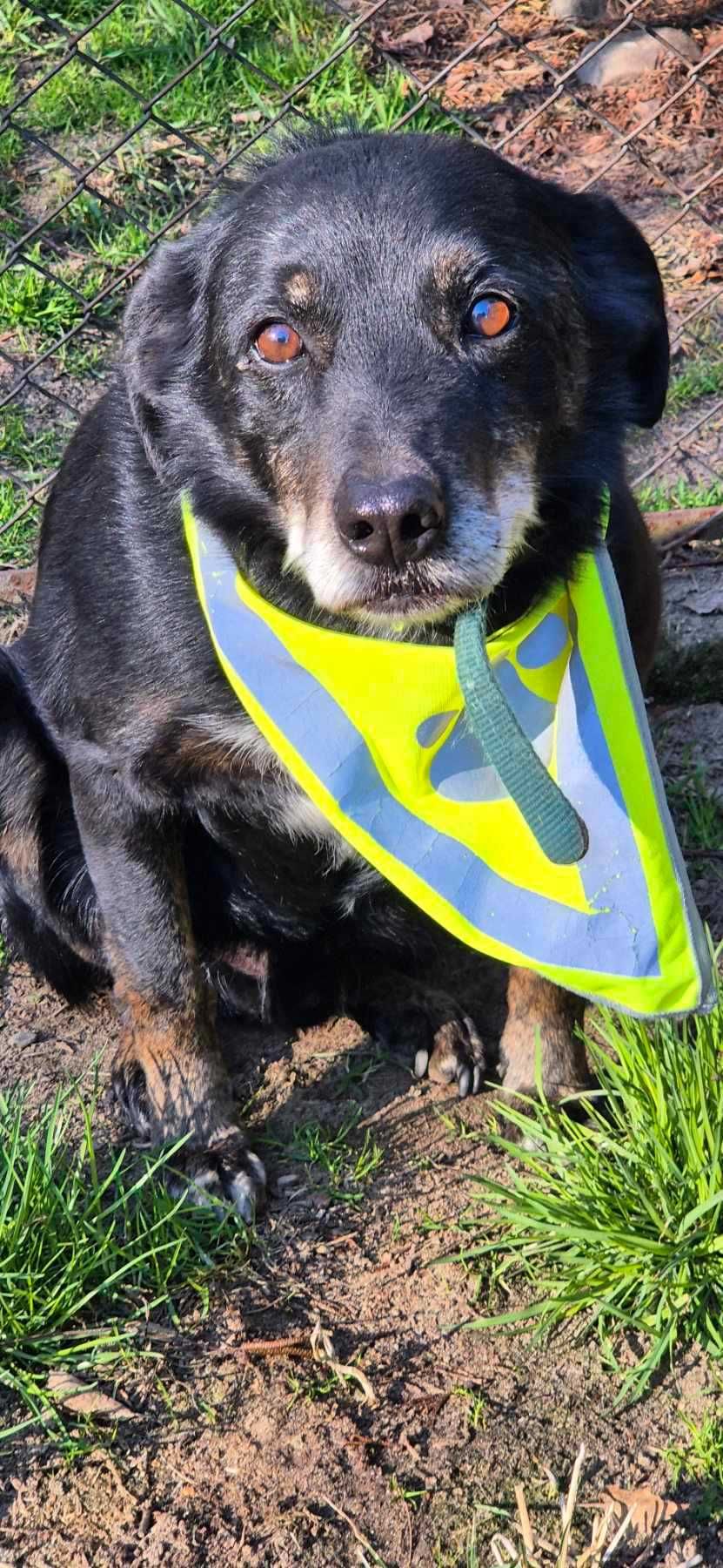 Piesek około 7 lat
