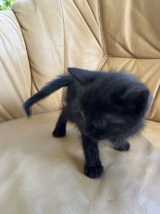 4 male kotki szukaja domu