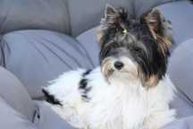 Yorkshire Terrier Biewer,Biro piesek
