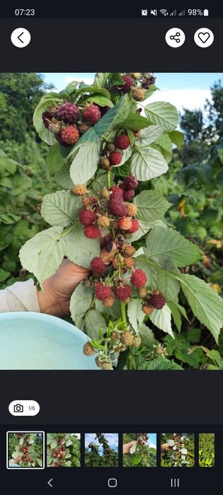 Малина ремонтантного сорту, яка плодоносить з липня до перших морозів.