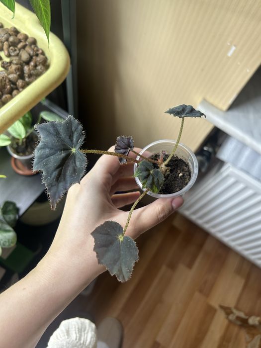 Калатея, бегонія обмін