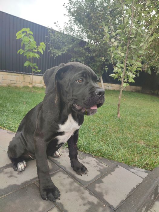 Дівчинка кане корсо