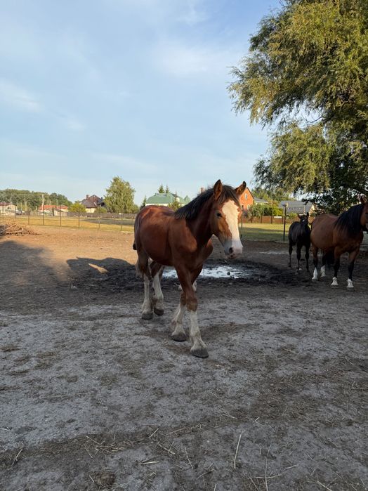 Koń roczny wałach gniady, po shire