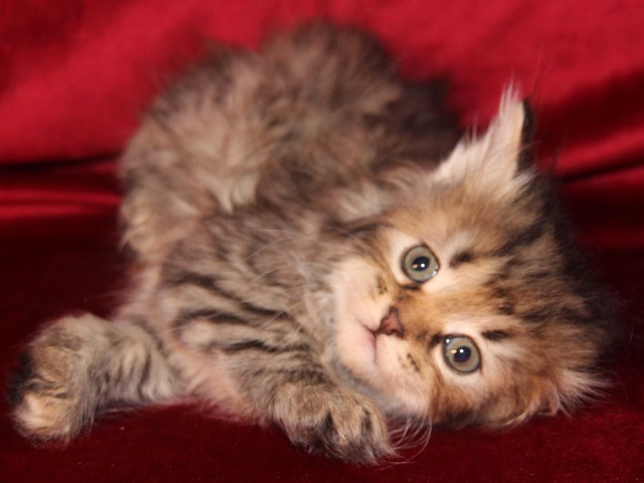 Crystal koteczka syberyjska z rodowodem FPL, legalna hodowla 18 lat