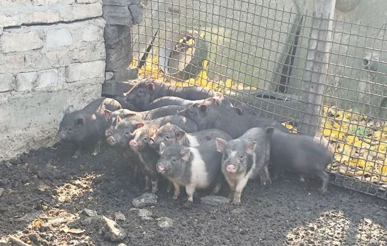 В'єтнамські поросята