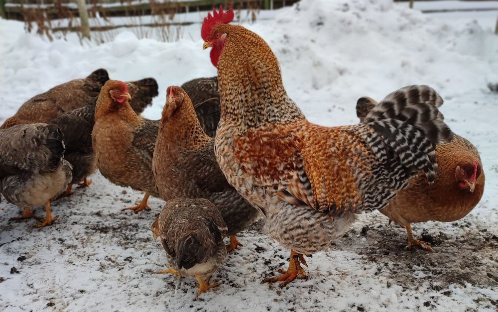 Інкубаційне яйце Білефельдер