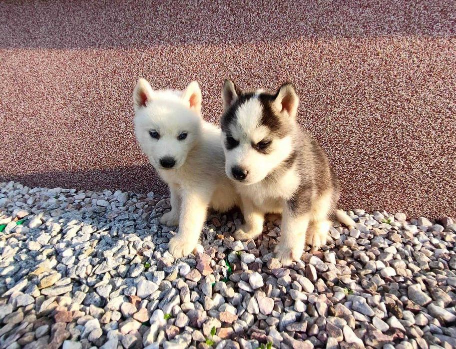 Szczeniaki Siberian Husky