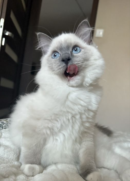Ragdoll fpl/ fife kocięta