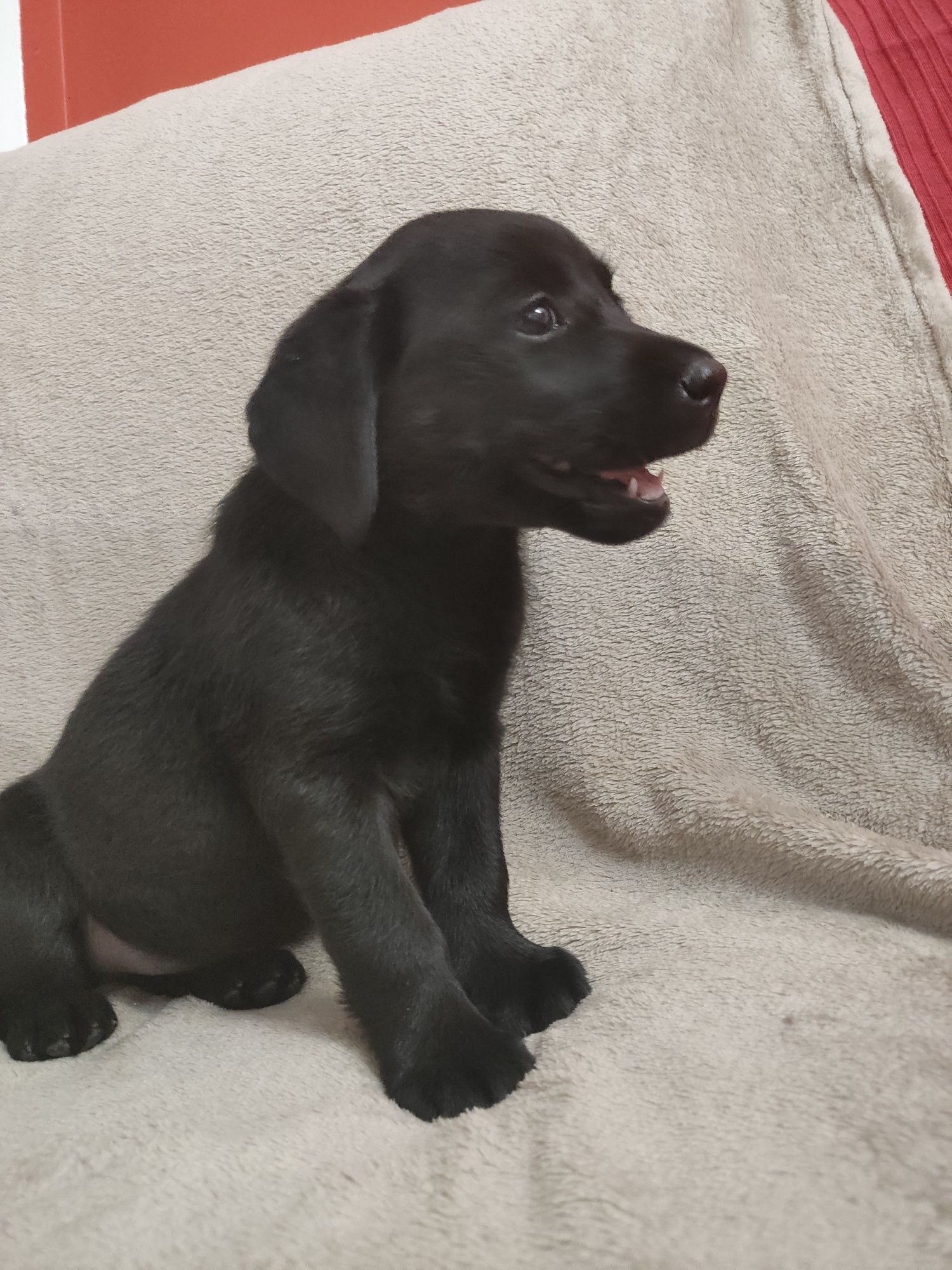 Labrador Preto Fêmea c/ 2 mesinhos