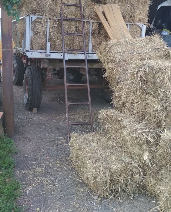 Сіно лугове, Солома ячна і пшенична, Сено