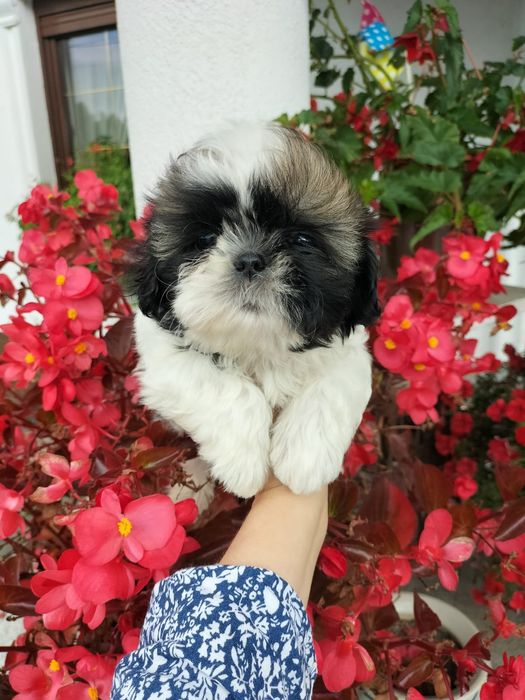 Shih tzu z domowej hodowli