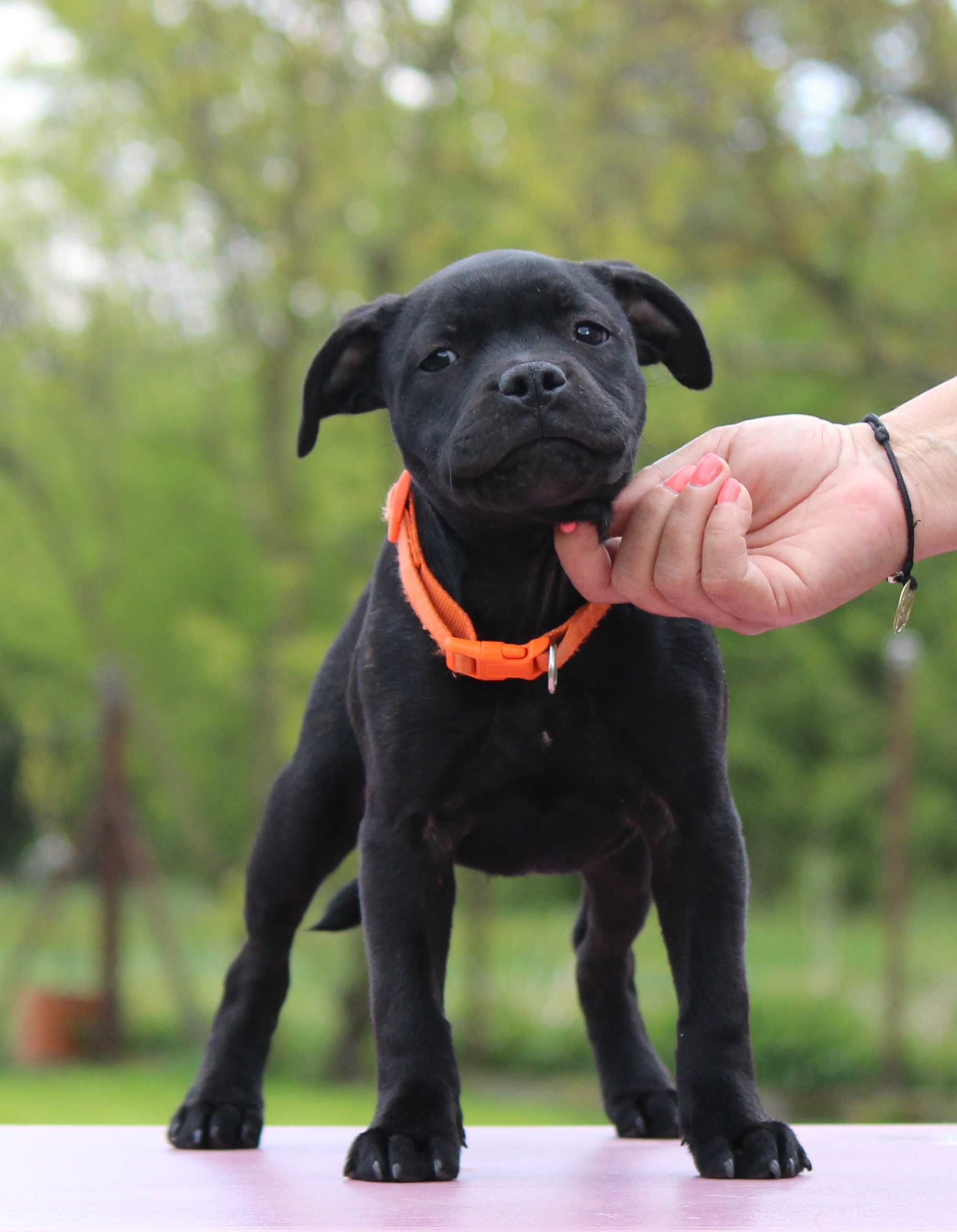 Staffordshire Bull Terrier, Staffik Stafford