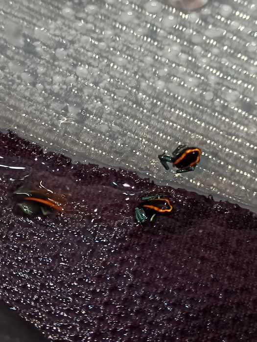 Żabki Phyllobates vittatus 6+1 GRATIS dendrobates wysyłka