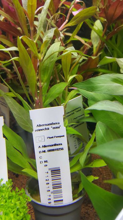 Alternanthera Reinecki mini/Rośliny akwariowe w koszyczkach