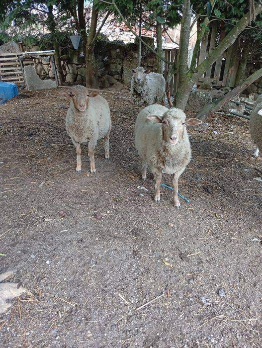 Vendo ovelhas (casal)
