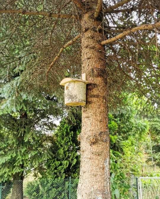 Brzozowa budka lęgowa domek dla ptaków sikorek