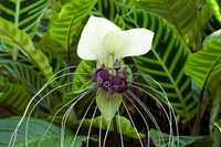Tacca integrifolia "Nivea" - flor morcego branca - sementes