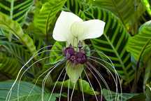 5 Sementes de Tacca integrifolia "Nivea" - flor morcego branca