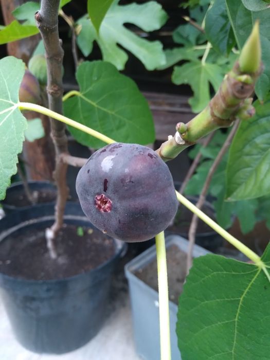 Саджанці інжиру різних сортів