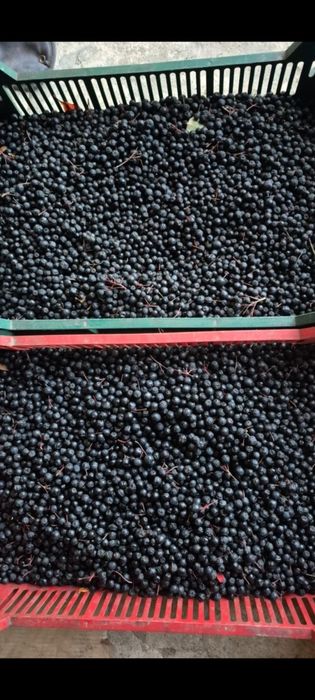 Aronia od producenta paczka 10kg, wysyłka Inpost