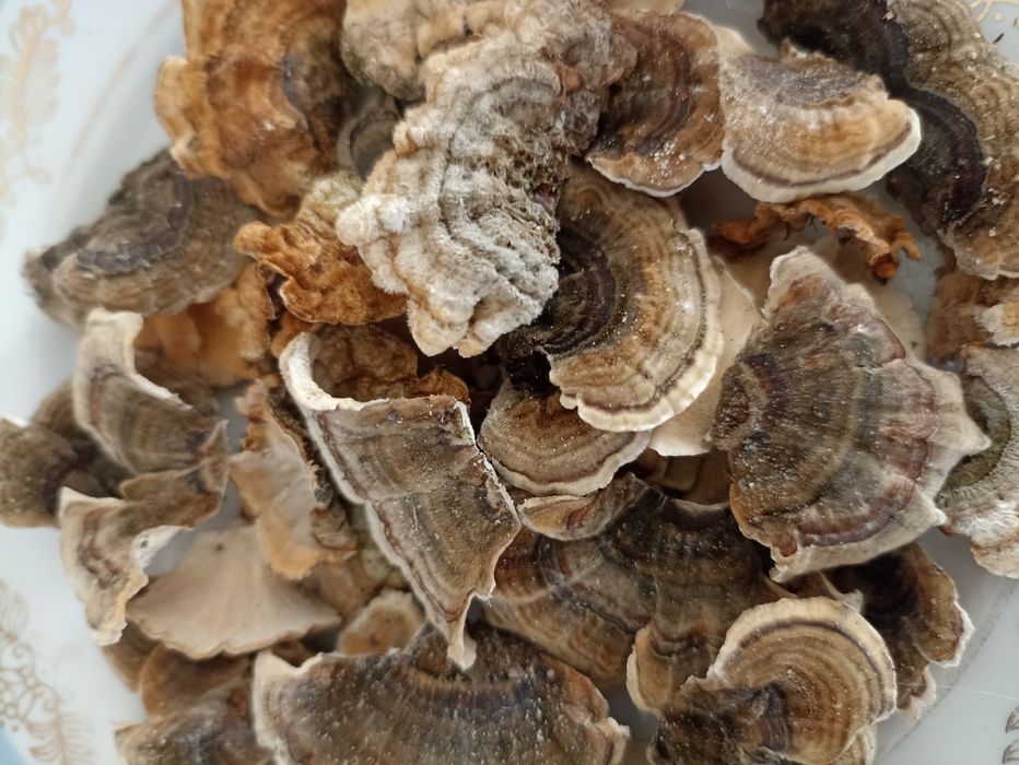 Продам сушені лісові гриби сироїжки, білі, лисички, траметес, панна та