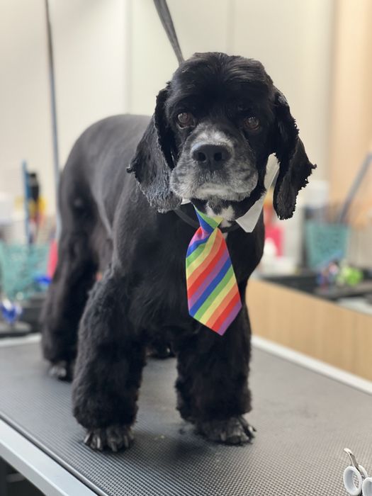 Стрижка собак та котиків грумінг салон